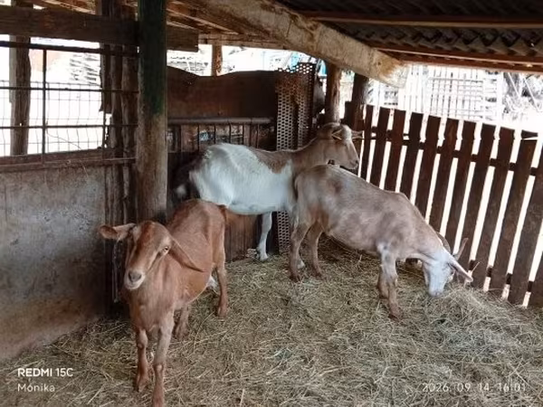 Goat, Goats