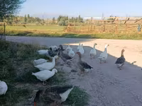 Geese — 3. fotó