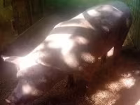मादा सूअर, सूअर — फ़ोटो 6