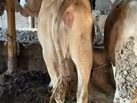 Bika, Simmental cattle — 6. fotó