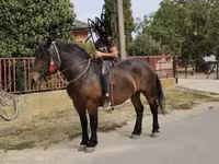 Kanca, Hungarian horse breed — 7. fotó