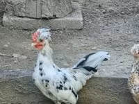 Chickens — 照片 5