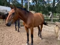 घोड़ी, Nonius horse — फ़ोटो 5