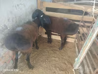 Carneiro, Ovelhas — foto 2