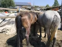 Hing, Hungarian horse breed — 4. fotó