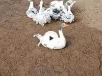 Geese — 照片 5