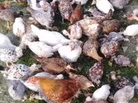 Chickens — foto 3
