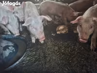 母猪, Pigs — 照片 3