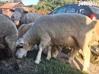 Widder, Ile-de-France sheep — Foto 7