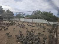 Guinea fowl — photo 4