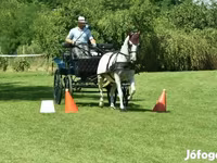 Kanca, Lipizzaner — 4. fotó