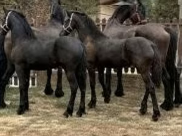Kanca, Friesian