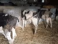 Bika, Simmental cattle — 2. fotó