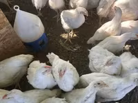 Chickens — 照片 2