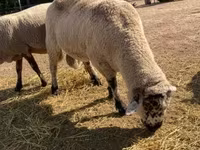 Ram, Sheep — photo 1