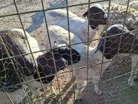 Kos, Dorper sheep — 2. fotó