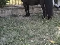 Hing, Australian Pony — 2. fotó