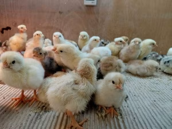 Chickens — Hongrie