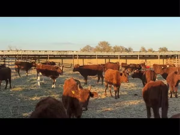母牛, Cattle