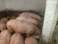 Schweine (Partie, Geschlecht nicht angegeben), Schweine — Foto 6
