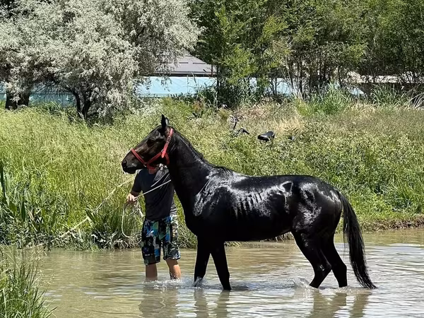 Cavalo, Karachay horse