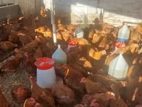 Chickens — zdjęcie 2