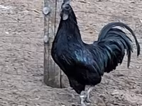 Ayam Cemani — photo 6