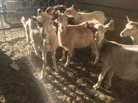 تيس, Saanen goat — الصورة 4