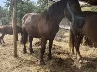 公马, Horses — 照片 2