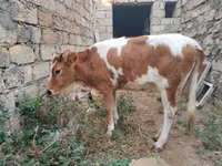 Krava, Simmental cattle — foto 5