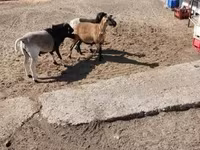 母羊, Cameroon sheep — 照片 4