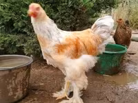 Brahma — foto 2