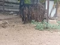 Ziege, Ziegen — Foto 2