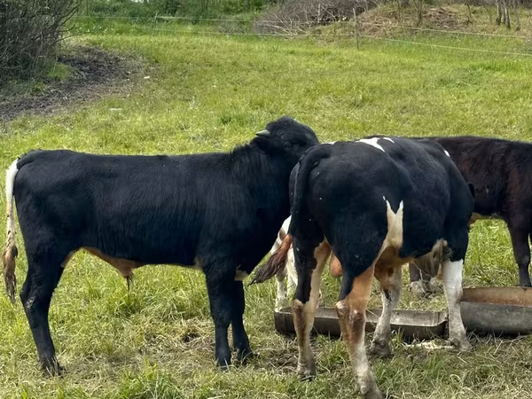 Cow, Cattle