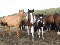 Kanca, Horse breed — 8. fotó