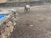 Kos, Merino sheep — 3. fotó