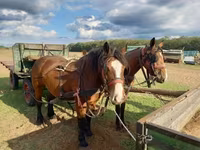 Cheval, Chevaux — photo 4