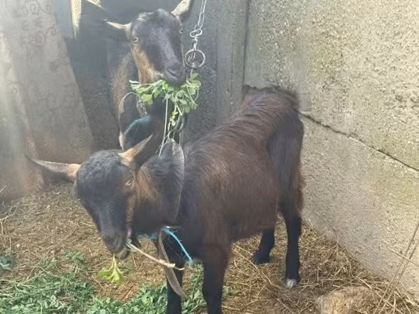 Ziege, Ziegen — Ungarn