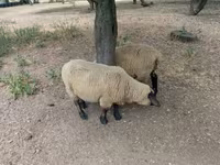 公羊, White Suffolk sheep — 照片 2