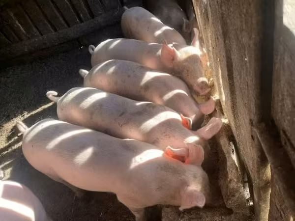 خنزير ذكر,  — هنغاريا