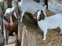 Bak, Boer goat — 8. fotó