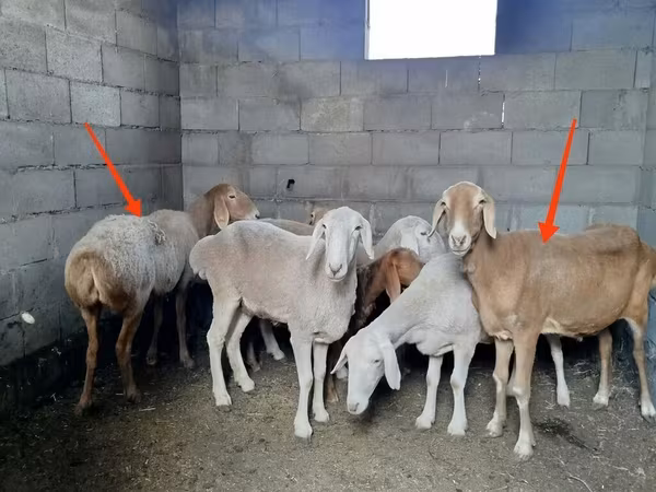भेड़, Katum sheep