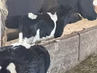 Bulle, Russian Black pied cattle — Foto 2