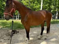 Kanca, Dutch warmblood horse — 6. fotó
