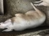 Süldőanya, Крупная белая — 3. fotó