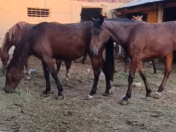 Klisna, Kyrgyz Horse