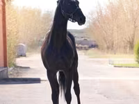 Cavalo, Thoroughbred horse — foto 6