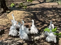 Geese — foto 7