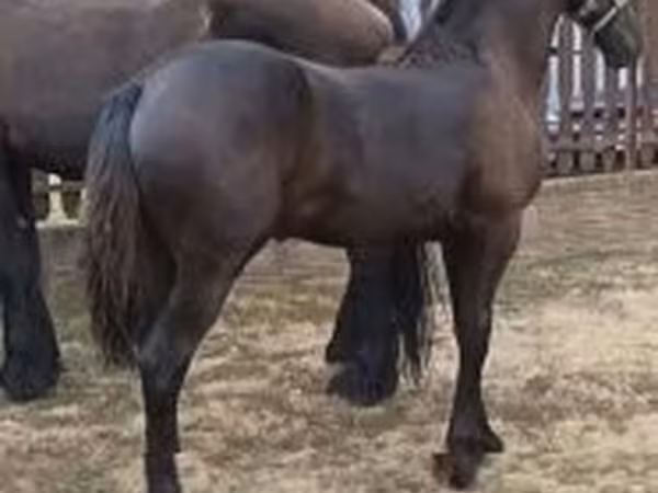 घोड़ी, Friesian