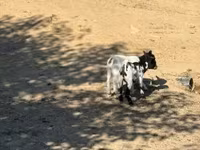 母山羊, Dutch Landrace goats — 照片 2
